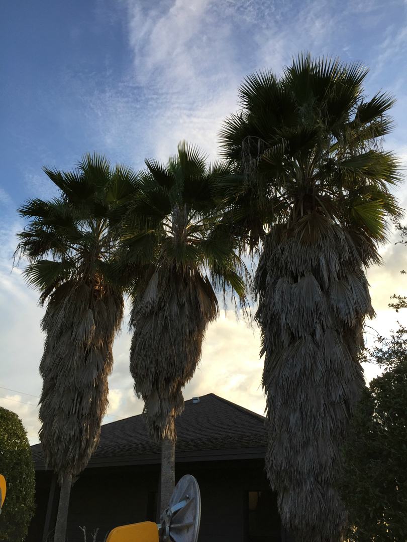 Cluster of tall palms trimmed clean of dead fronds against a blue sky
